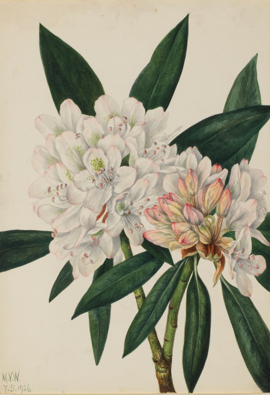 Rosebay rododendron (Rhododendron maximum) door Mary Vaux Walcott