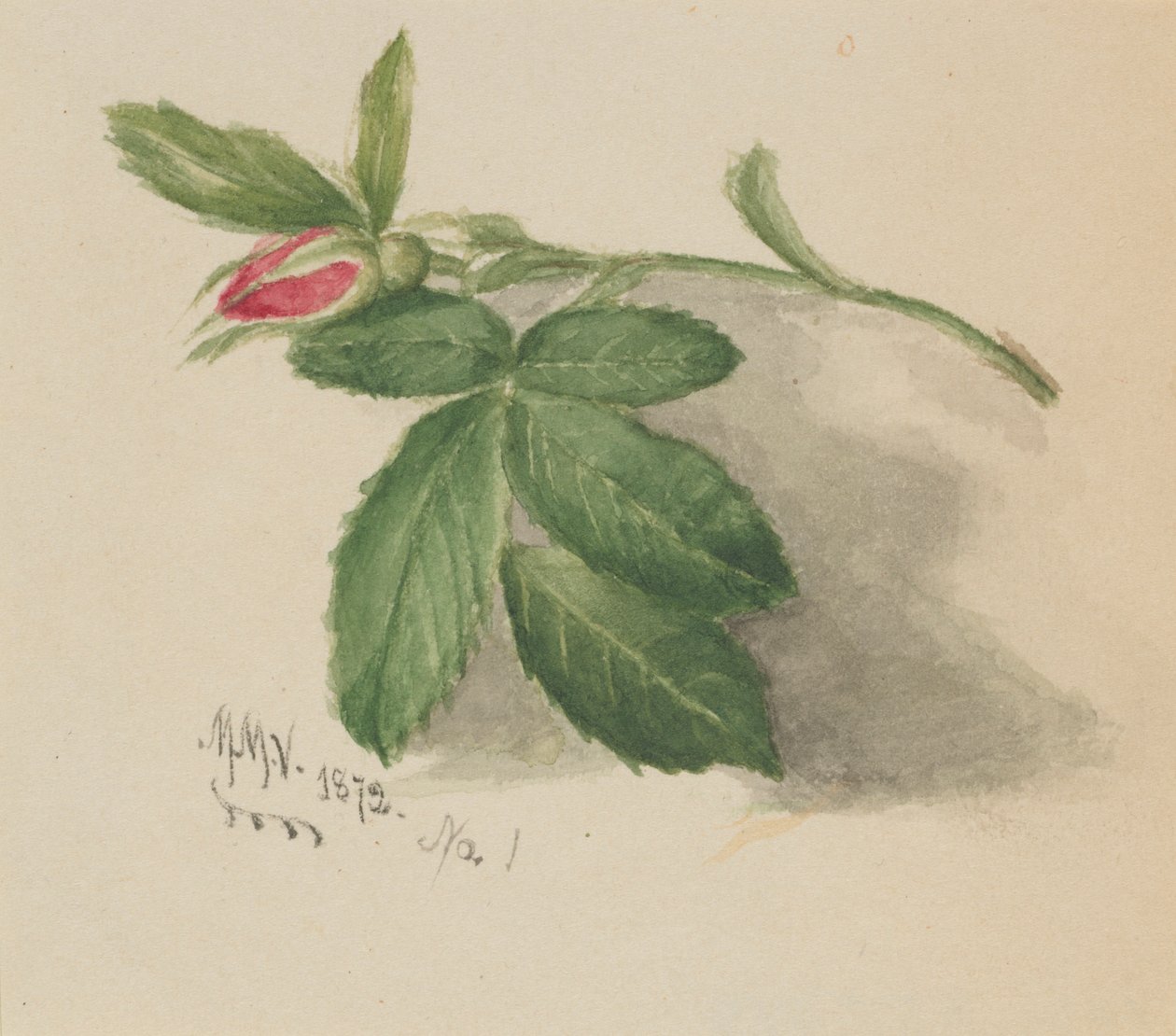 Rozenknopje door Mary Vaux Walcott