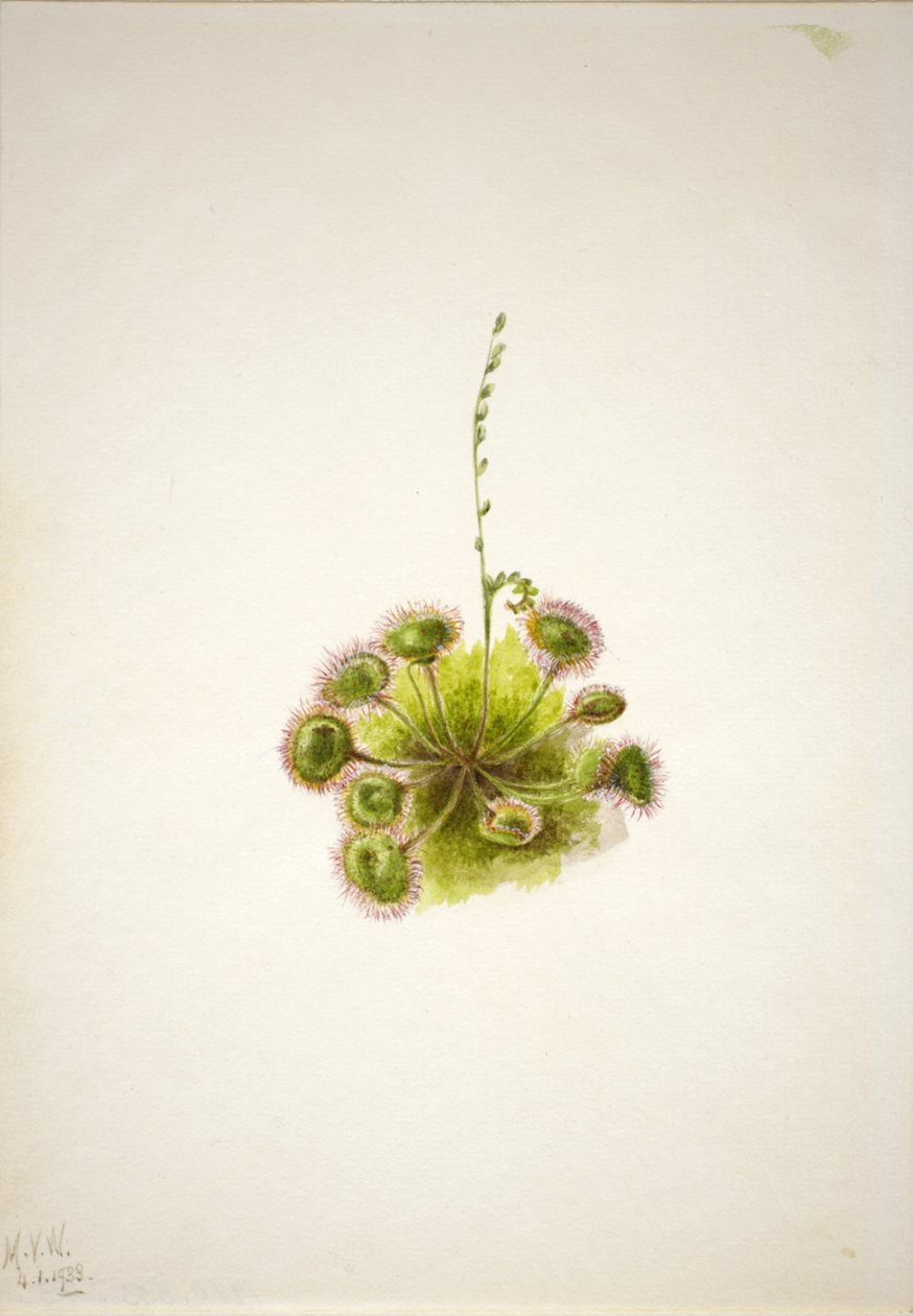 Ronde zonnedauw (Drosera rotundifolia) door Mary Vaux Walcott