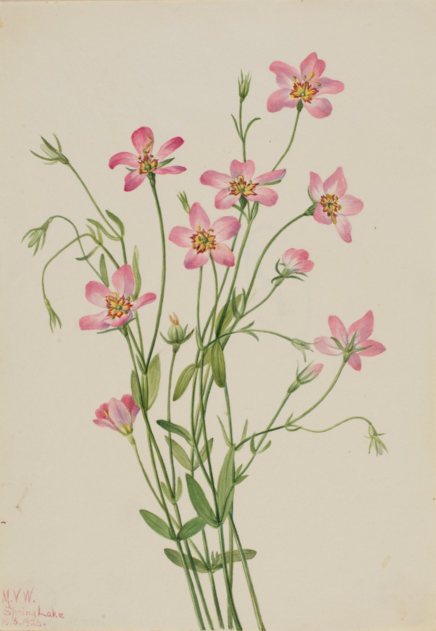 Kwelderroosje (Sabbatia stellaris) door Mary Vaux Walcott