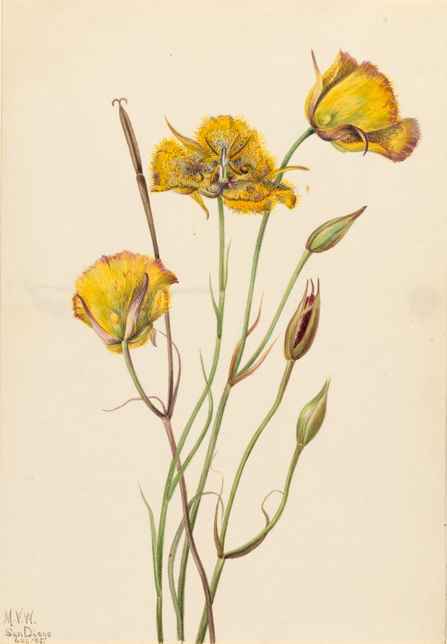 San Diego Mariposa Calochortus weedii door Mary Vaux Walcott