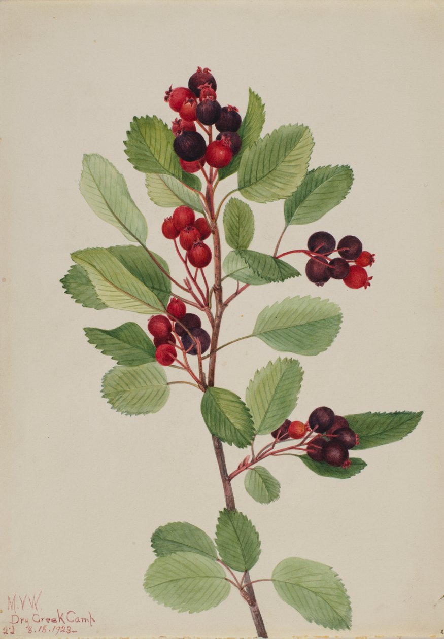 Saskatoen (Amelanchier alnifolia) door Mary Vaux Walcott