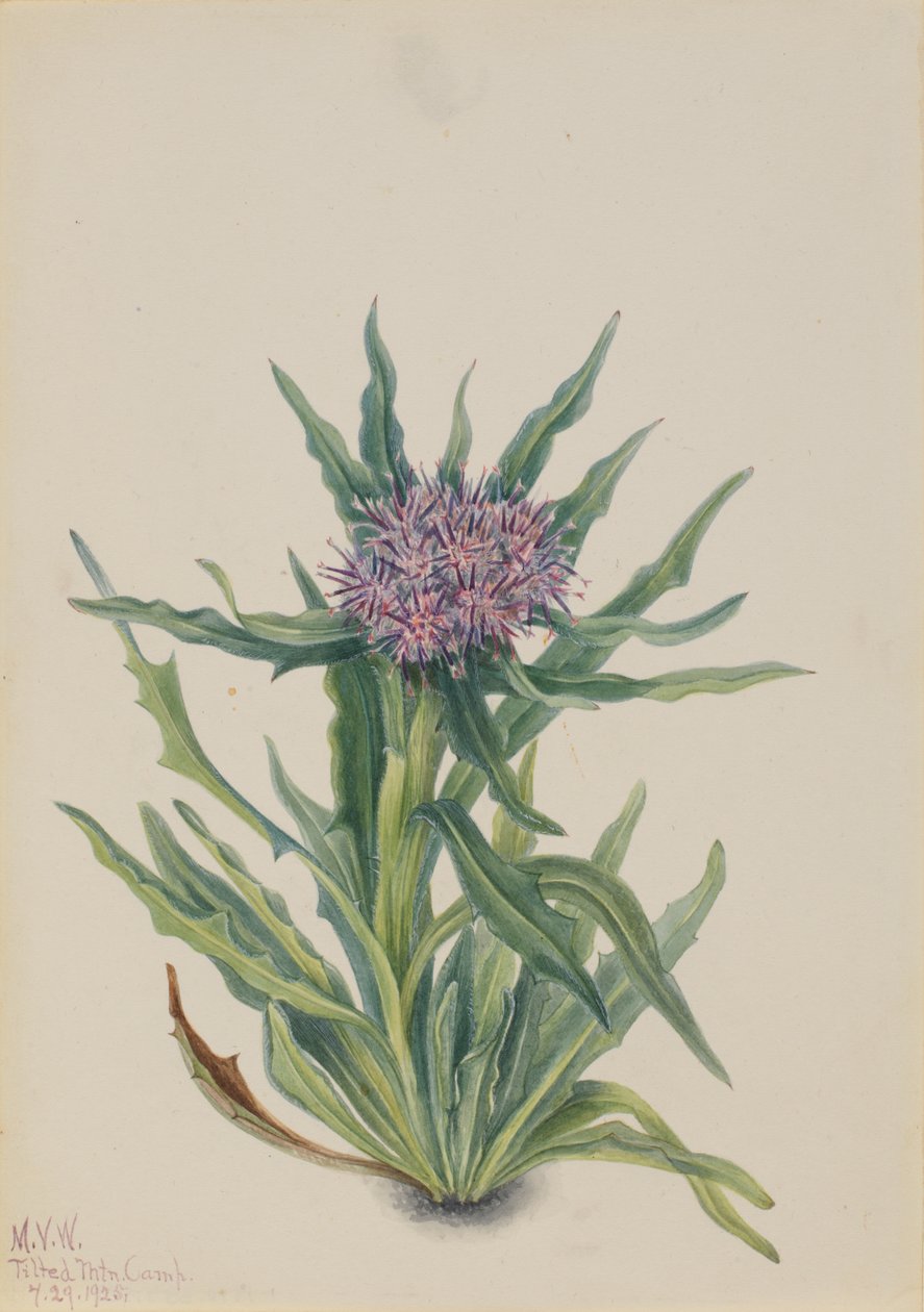 Saussurea Saussurea densa, 1925 door Mary Vaux Walcott