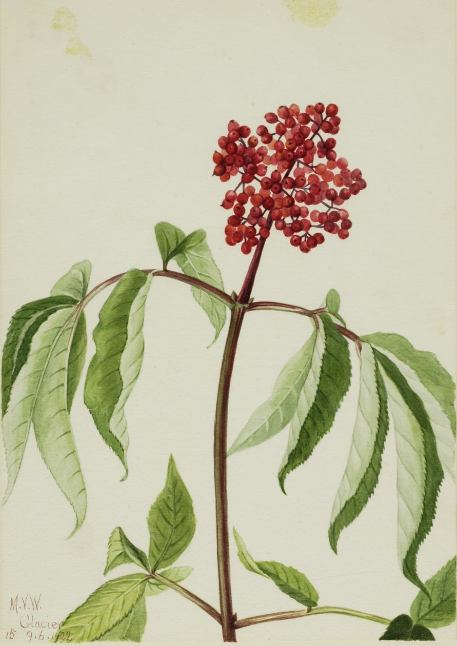 Scharlaken vlier (Sambucus pubens) door Mary Vaux Walcott