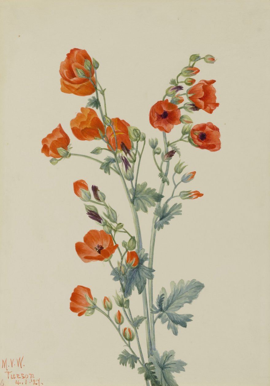 Scharlaken bolwortel (Sphaeralcea grossulariaefolia) door Mary Vaux Walcott