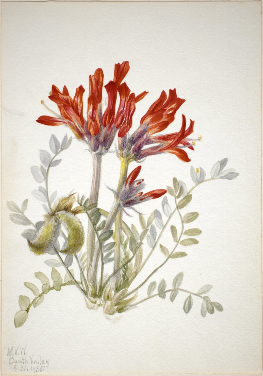 Scarlet Loco (Astragalus coccineus) door Mary Vaux Walcott