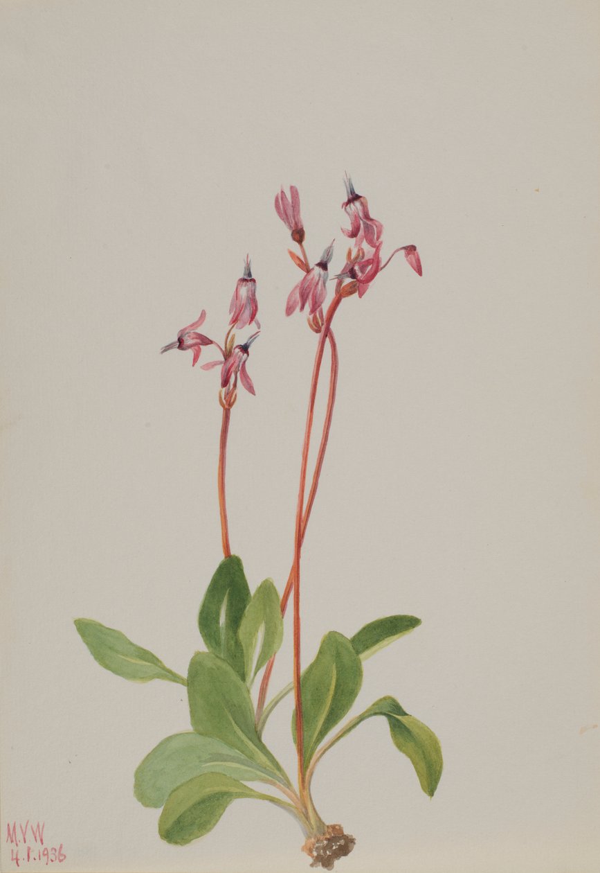 Shooting Star (Dodecatheon hendersonii) door Mary Vaux Walcott