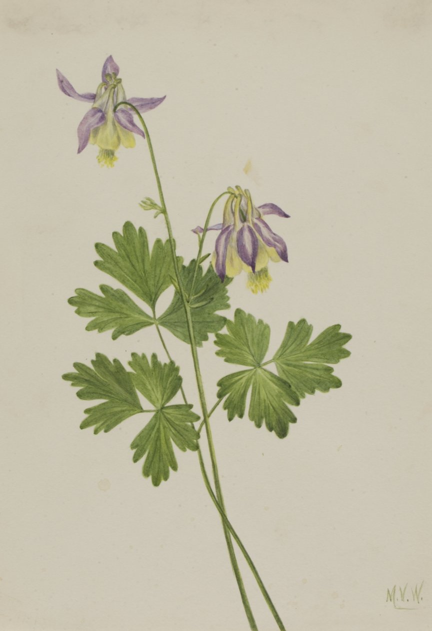 Kortspoor Akelei Aquilegia brevistyla, 1907 door Mary Vaux Walcott