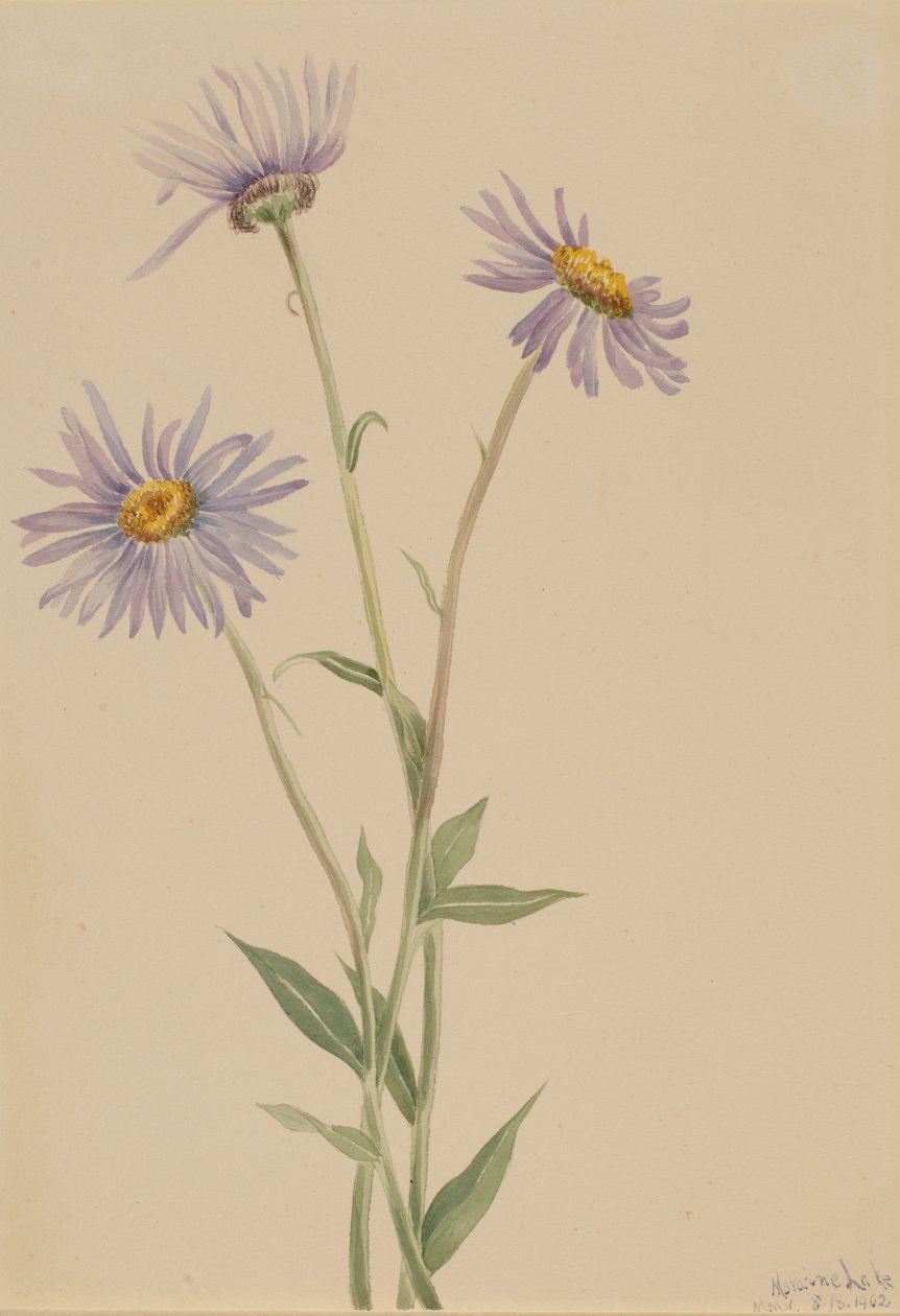Showy Fleabane Erigeron salsuginosus door Mary Vaux Walcott