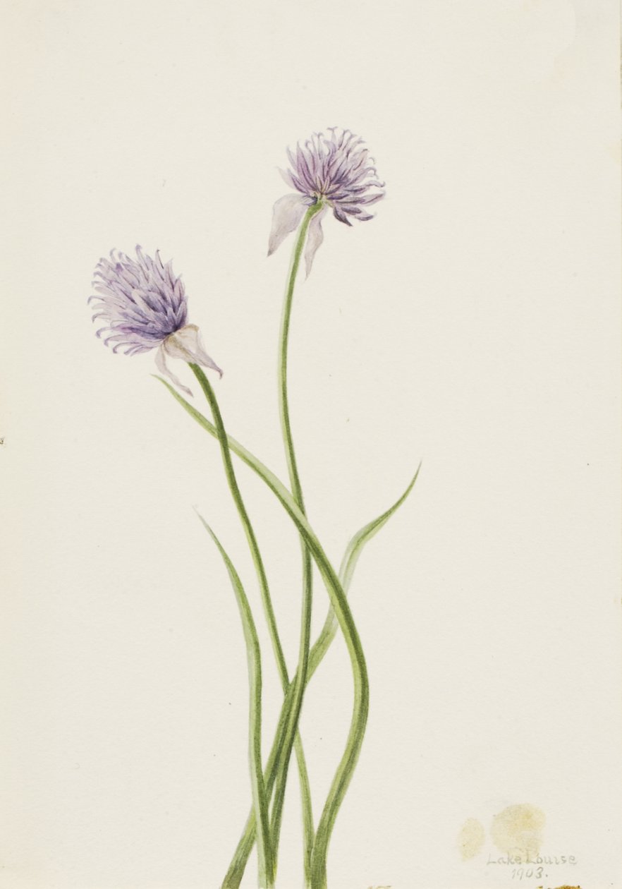 Siberische ui Allium sibericum door Mary Vaux Walcott