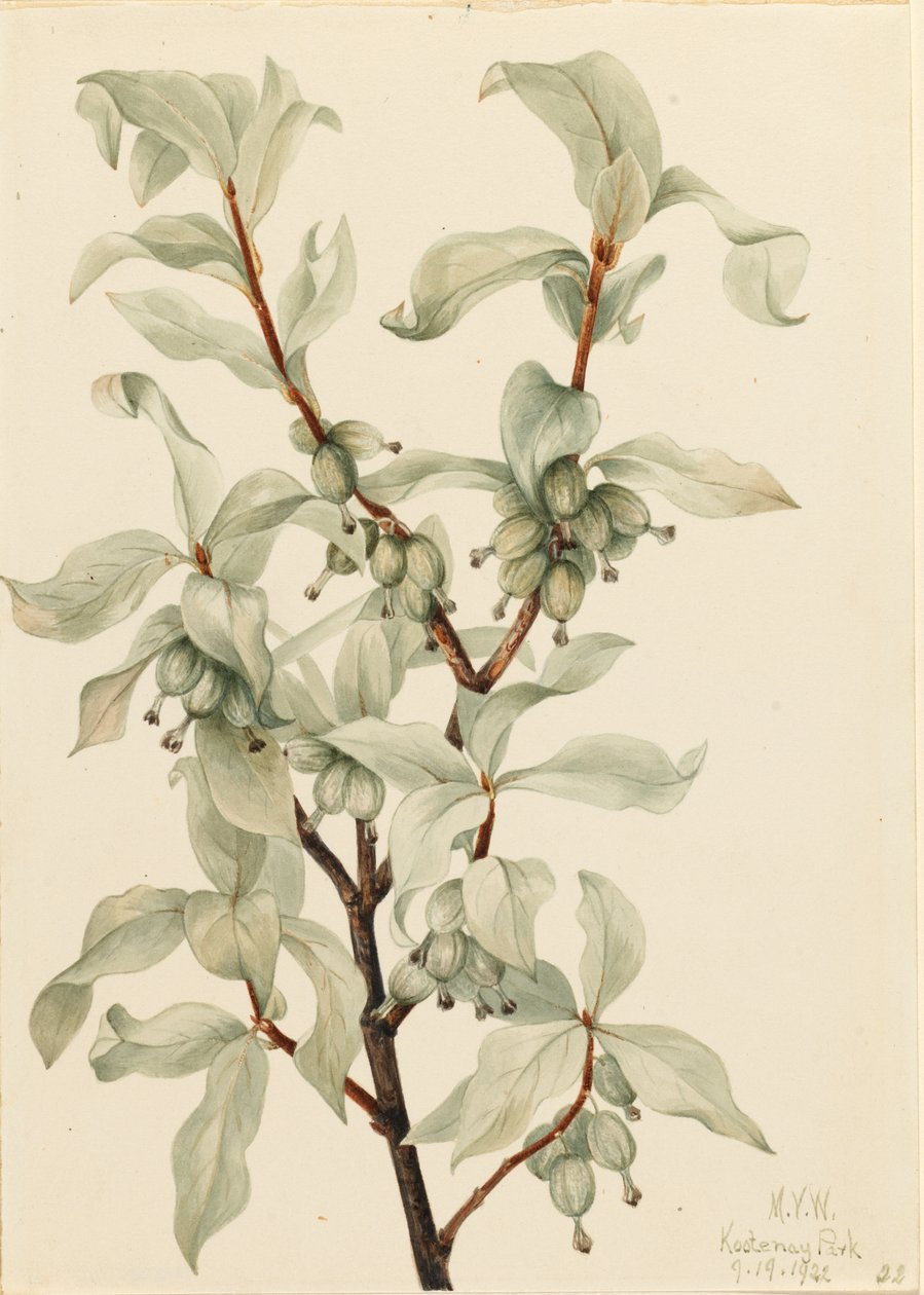 Zilverbes (Elaeagnus commutata) door Mary Vaux Walcott