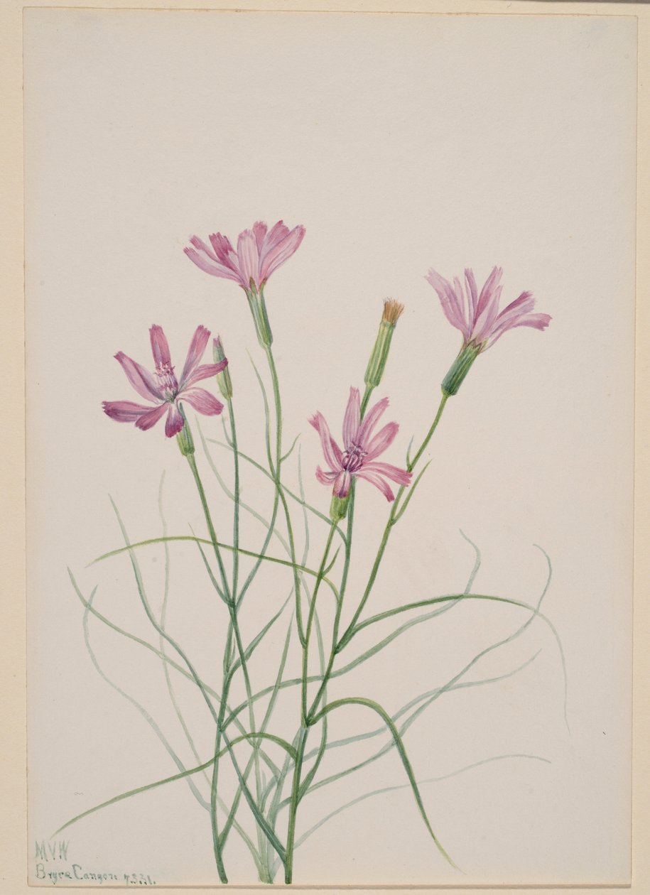 Skeleton Weed (Lygodesmia grandiflora) door Mary Vaux Walcott