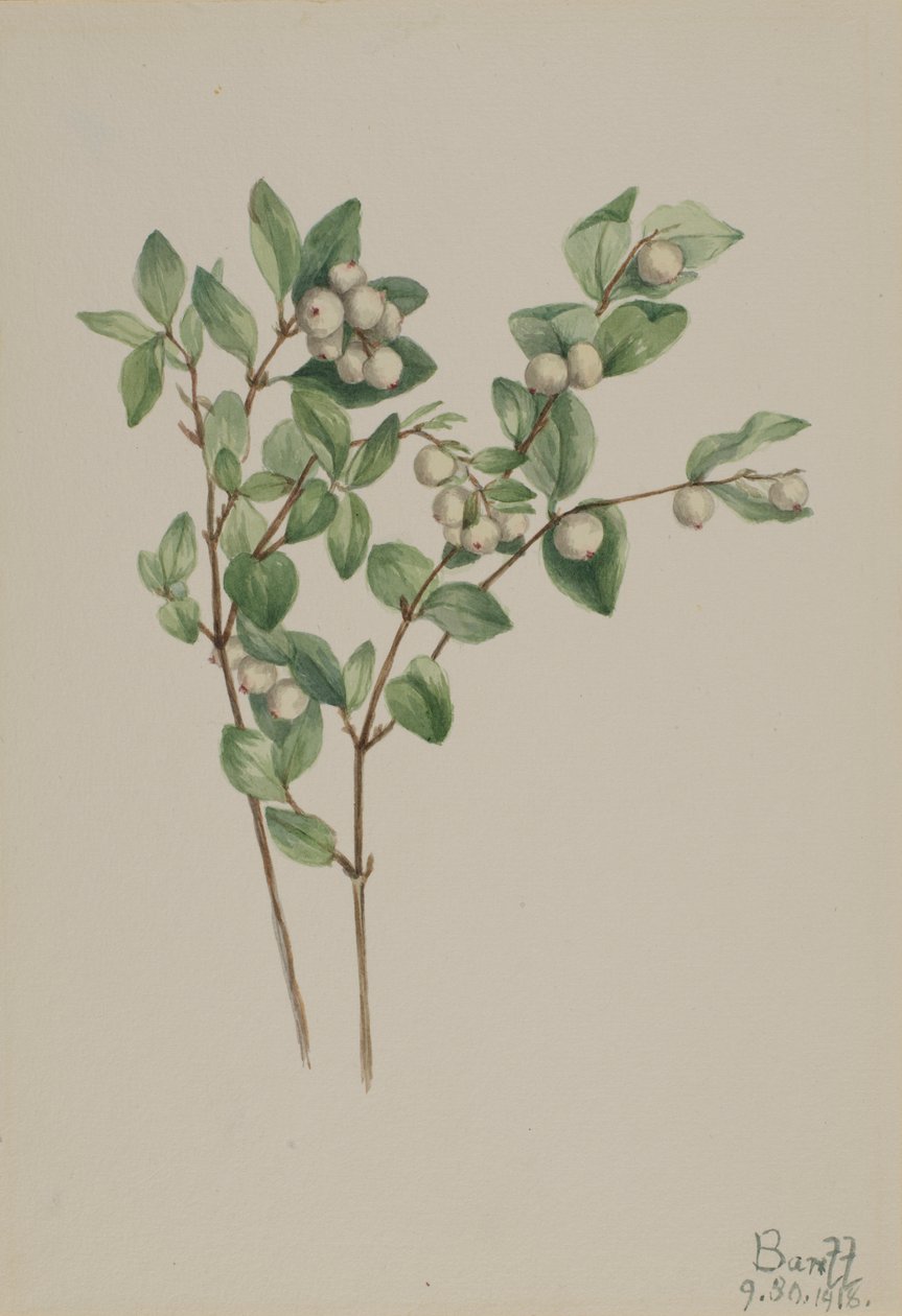 Sneeuwbes (Symphoricarpos albus) door Mary Vaux Walcott