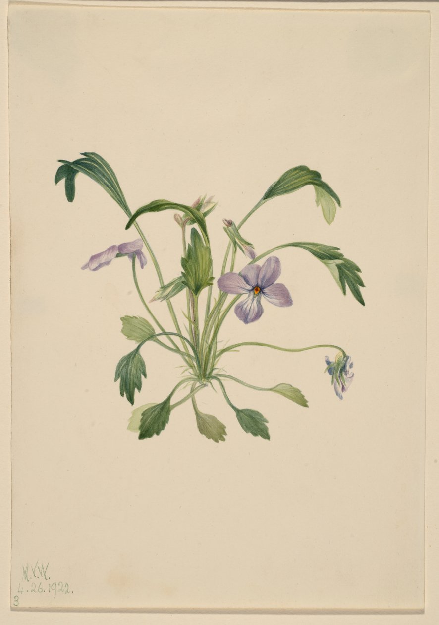 Zuidelijke viooltjesvoet (Viola digitata) door Mary Vaux Walcott
