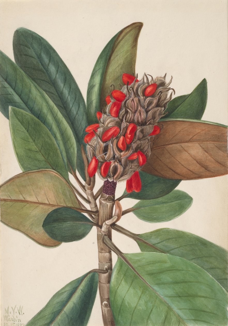 Zuidelijke Magnolia Magnolia grandiflora, 1923 door Mary Vaux Walcott