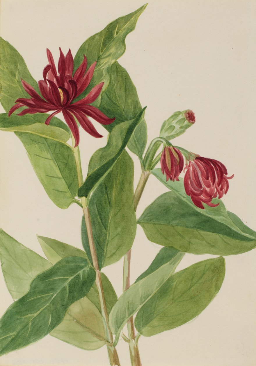 Spicebush (Calycanthus occidentalis) door Mary Vaux Walcott