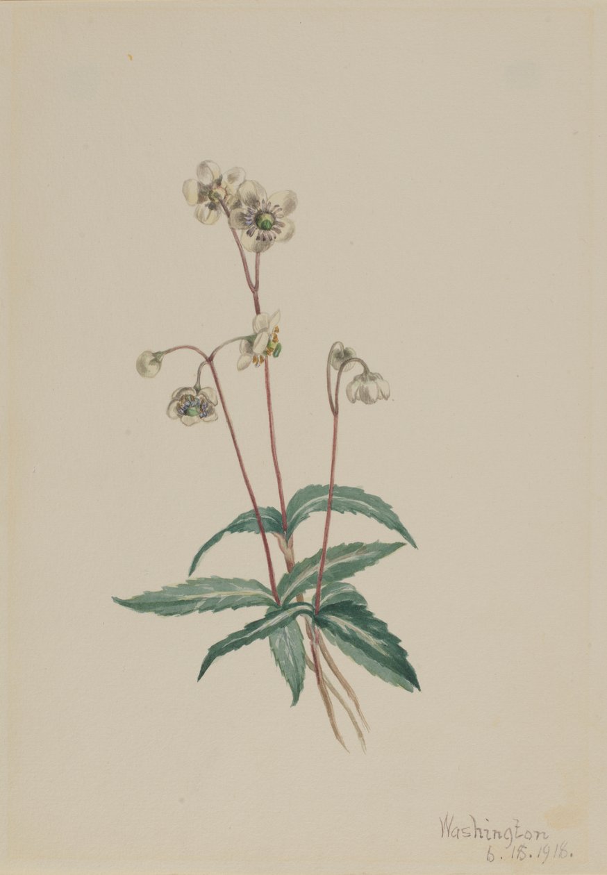 Gevlekte Pipsissewa (Chimaphila maculata) door Mary Vaux Walcott