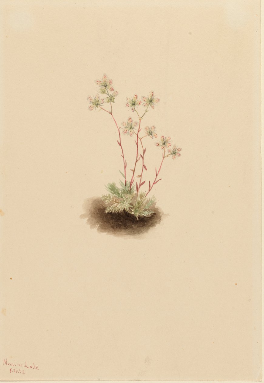 Gevlekte Steenbreek Saxifraga bronchialis, 1903 door Mary Vaux Walcott