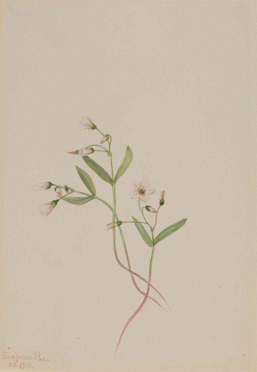 Lentebloem Claytonia lanceolata, 1916 door Mary Vaux Walcott