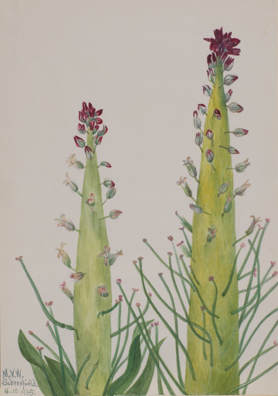 Squaw-Kool Caulanthus inflatus, 1935 door Mary Vaux Walcott