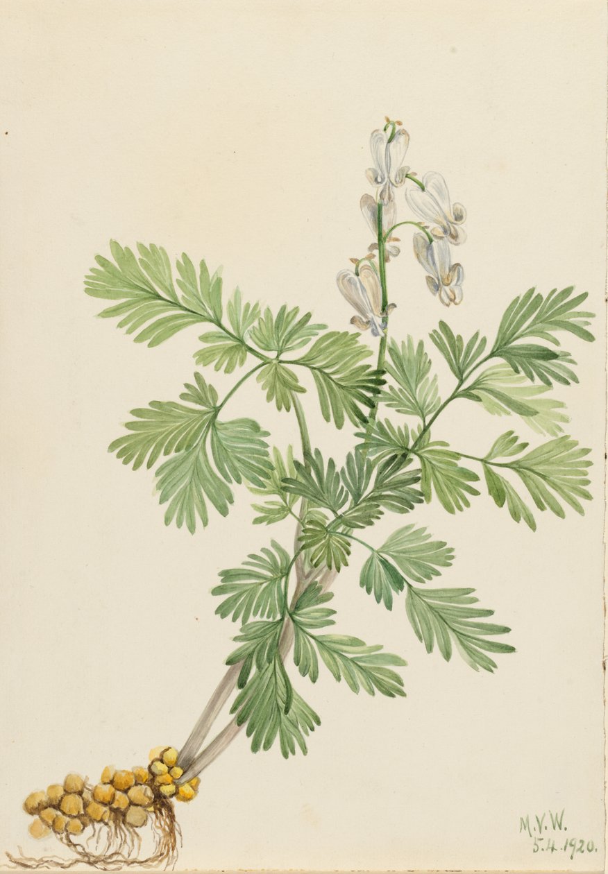Eekhoornmaïs (Bikukulla canadensis) door Mary Vaux Walcott