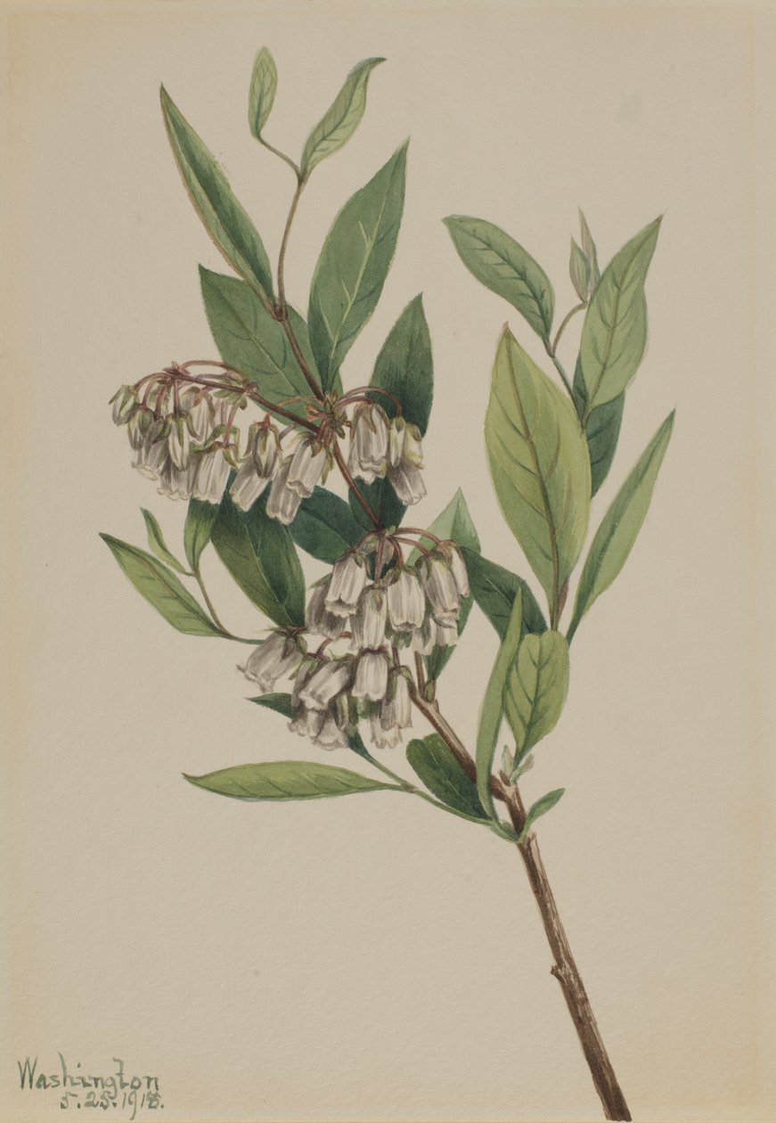 Stagger-Bush Pieris mariana, 1918 door Mary Vaux Walcott