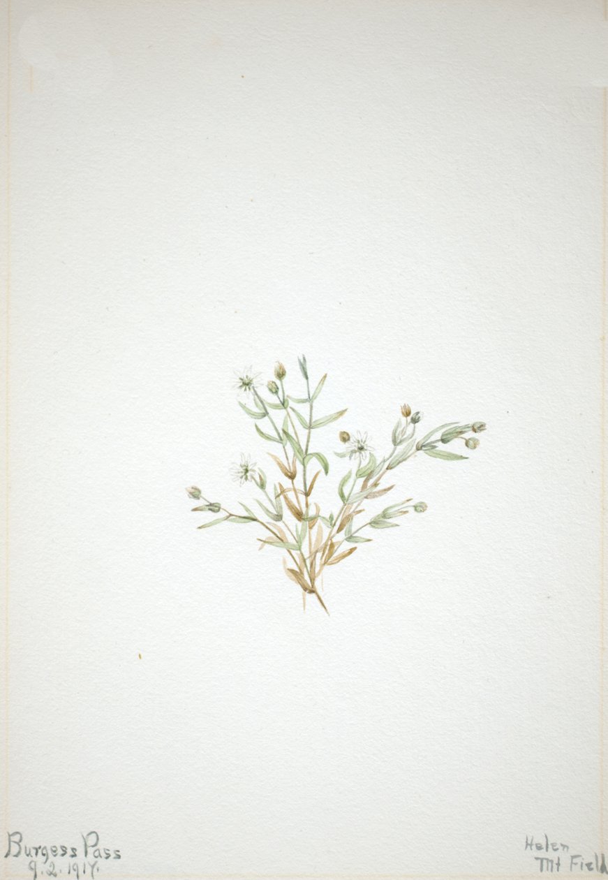 Stelleria leata, 1917 door Mary Vaux Walcott