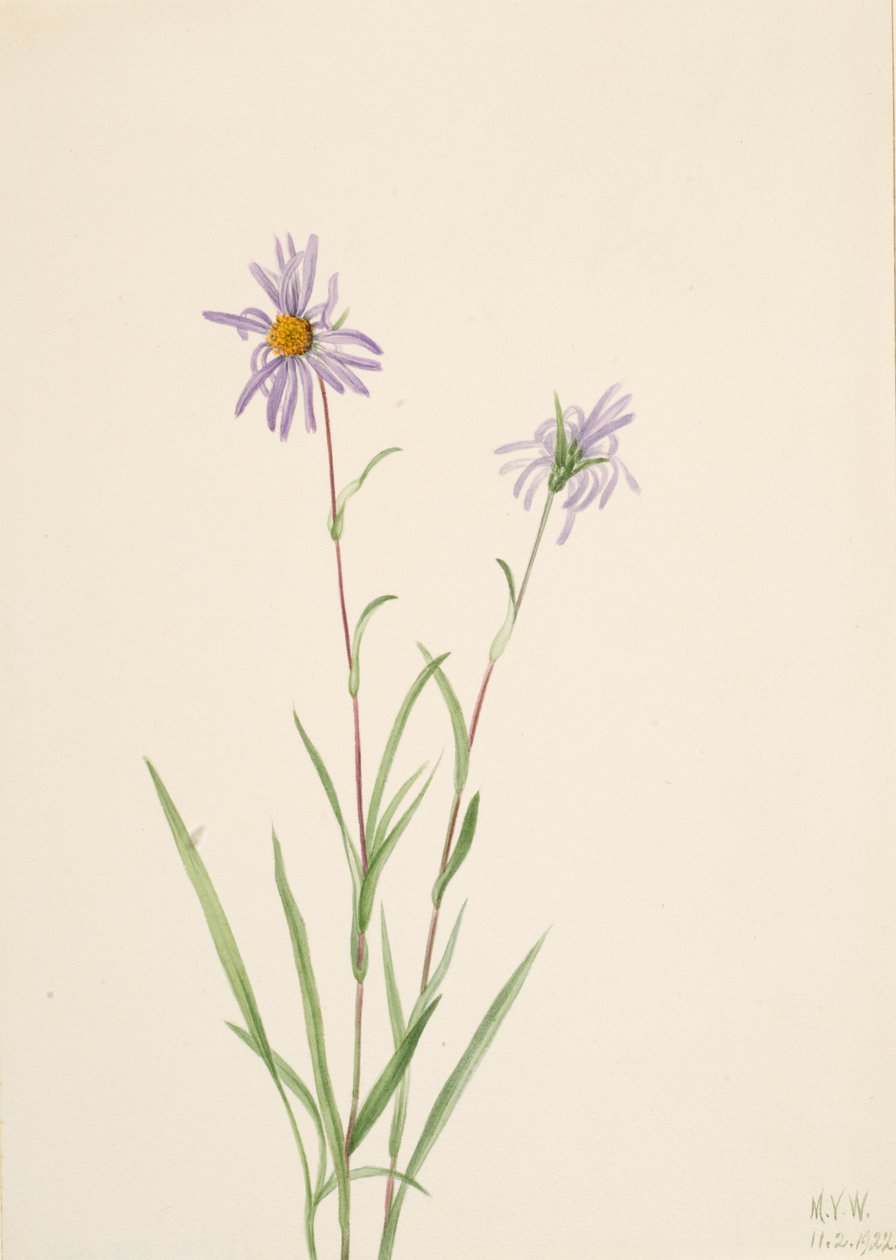 Moerasaster, 1922 door Mary Vaux Walcott
