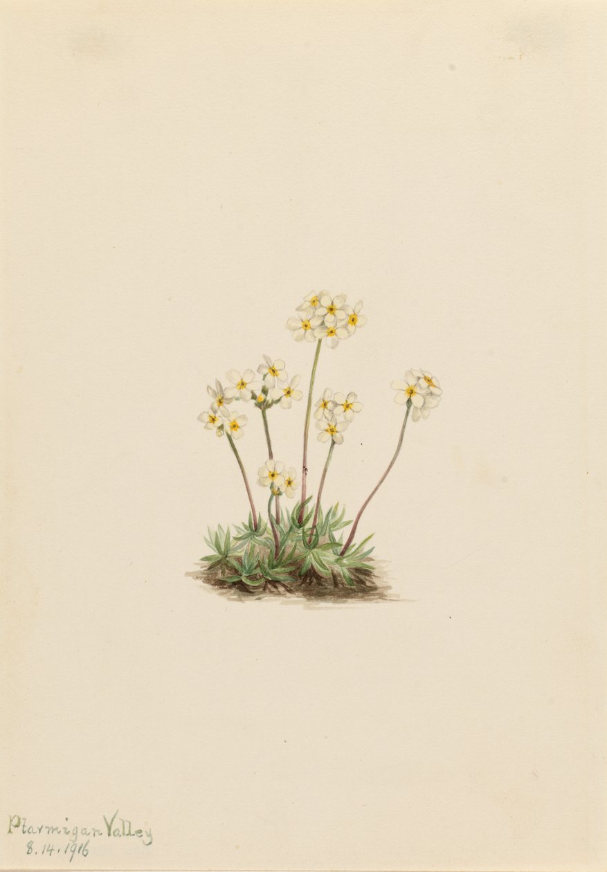 Zoete Androsace (Androsace carinata) door Mary Vaux Walcott
