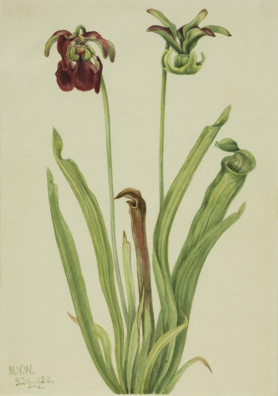 Zoete bekerplant (Sarracenia rubra) door Mary Vaux Walcott