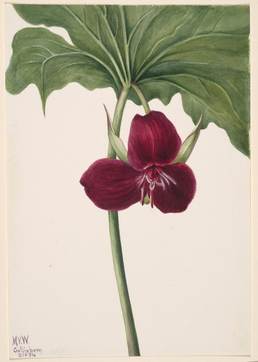 Zoete Trillium (Trillium vasyi) door Mary Vaux Walcott