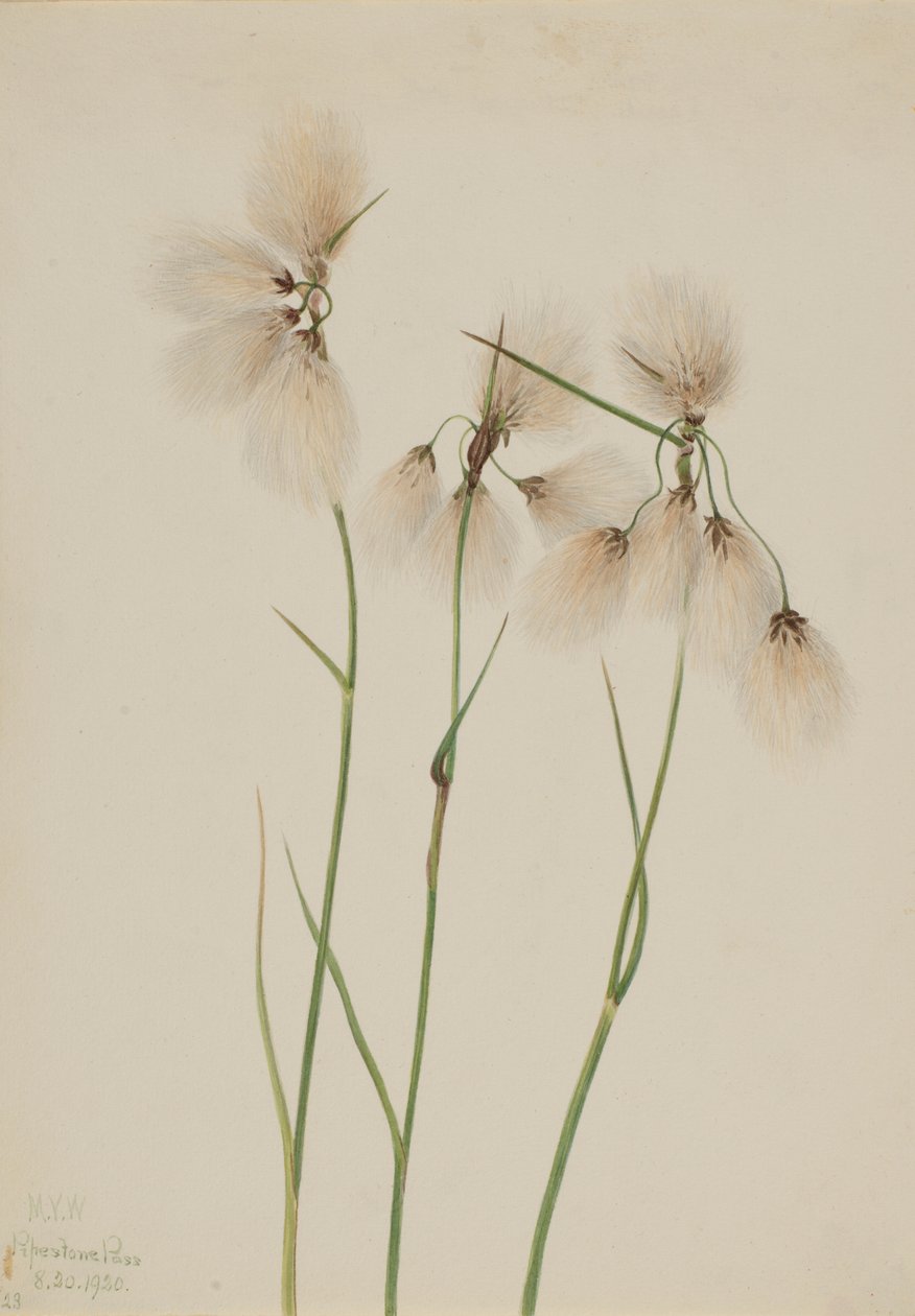 Kwastjeswollegras (Eriophorum angustifolium) door Mary Vaux Walcott