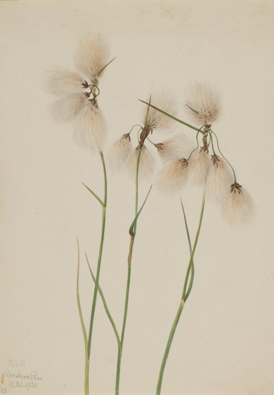 Pluimveengras Eriophorum angustifolium, 1920 door Mary Vaux Walcott
