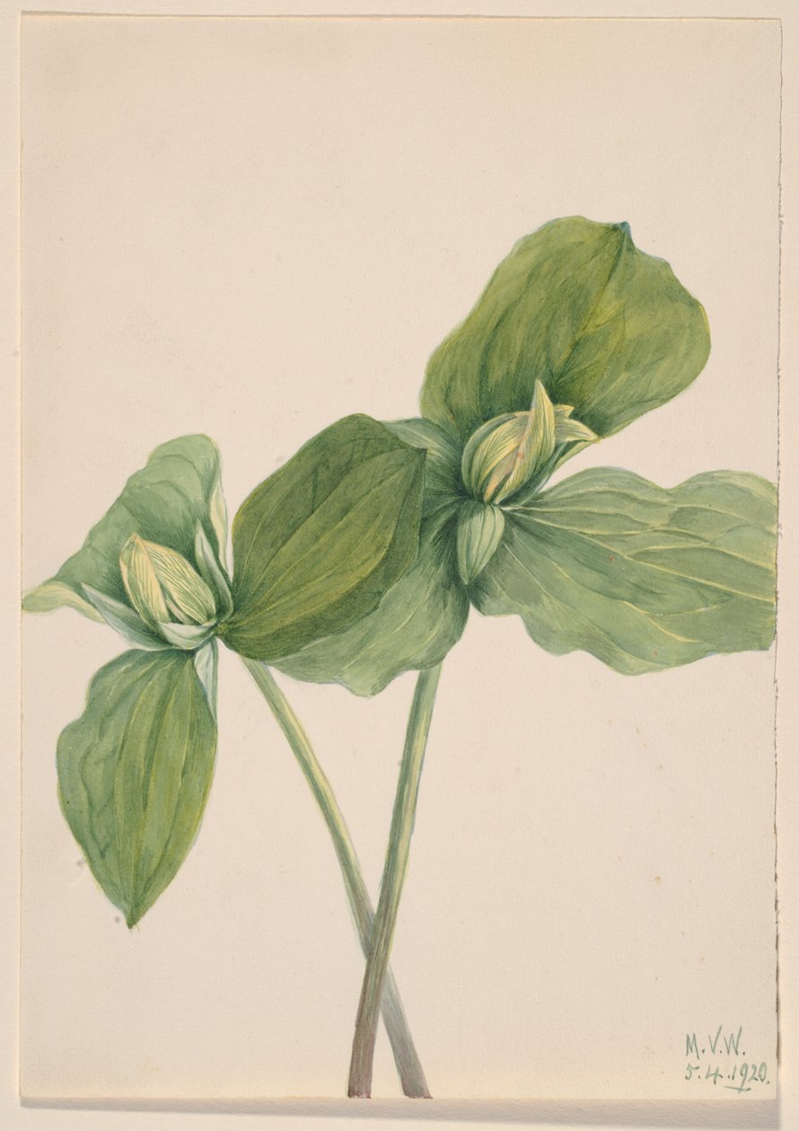 Rups Trillium (Trillium sessile) door Mary Vaux Walcott