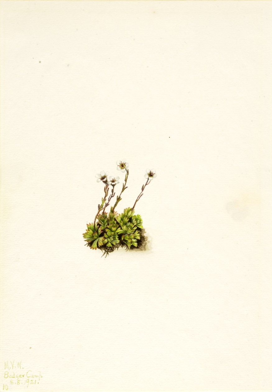 Getufte Steenbreek Saxifraga caespitosa, 1921 door Mary Vaux Walcott