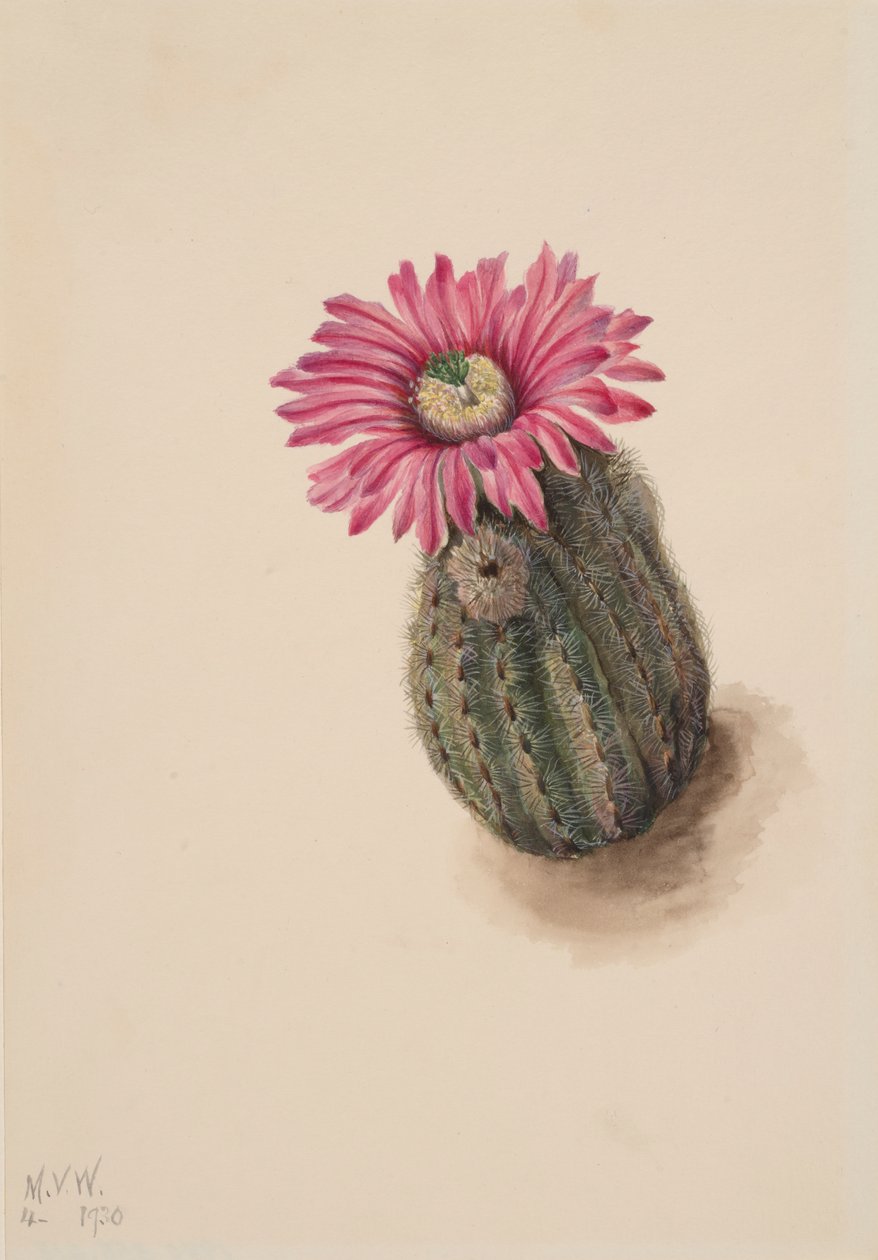 Turkeyhead Cactus Echinocerus perbellus door Mary Vaux Walcott