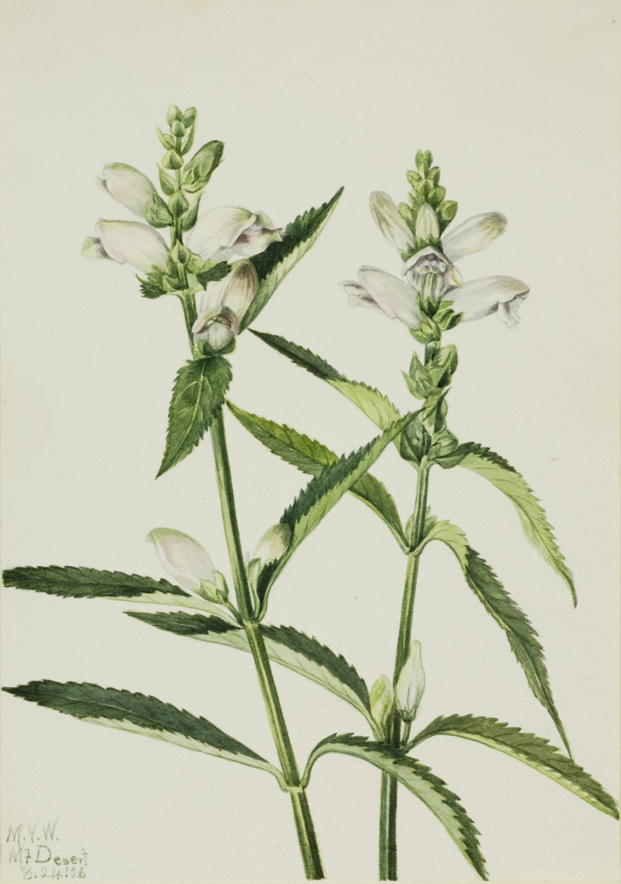 Turtlehead Chelone glabra, 1926 door Mary Vaux Walcott