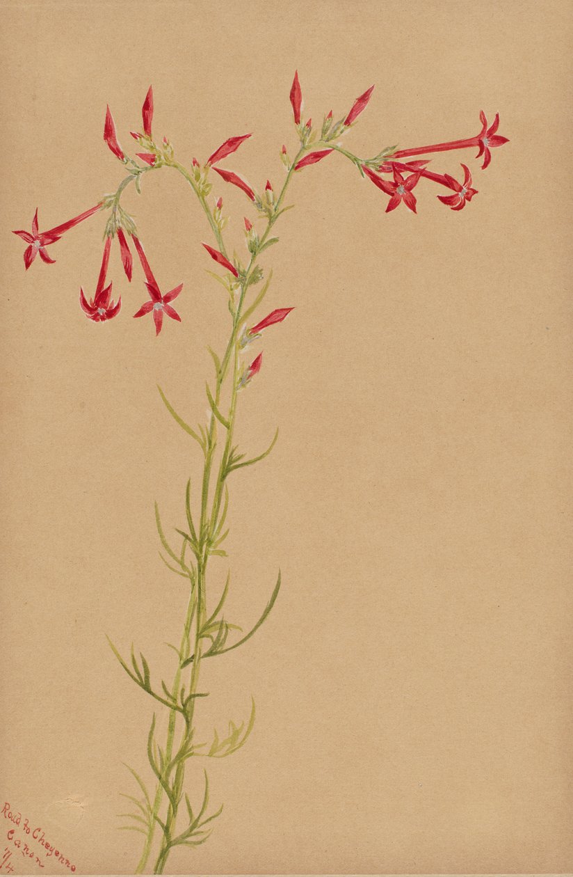 Zonder titel - Bloemenstudie door Mary Vaux Walcott