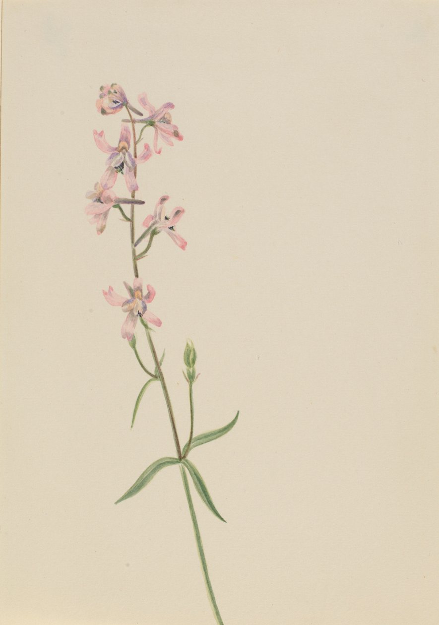 Zonder titel - Bloemenstudie door Mary Vaux Walcott