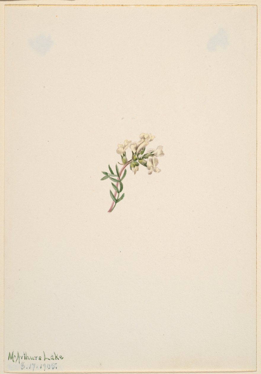Zonder titel - Bloemenstudie door Mary Vaux Walcott