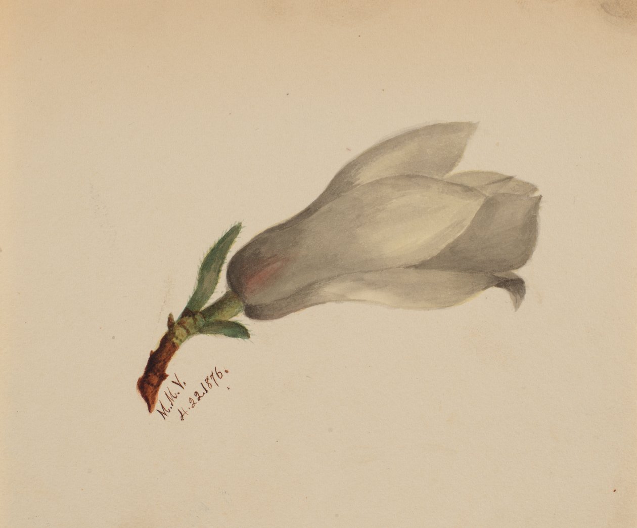 Zonder titel--Bloemenstudie, 1876 door Mary Vaux Walcott