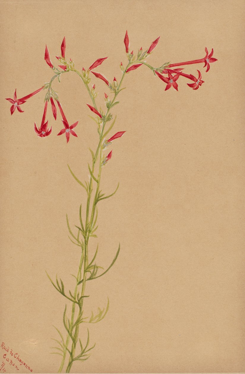 Zonder titel - Bloemenstudie door Mary Vaux Walcott