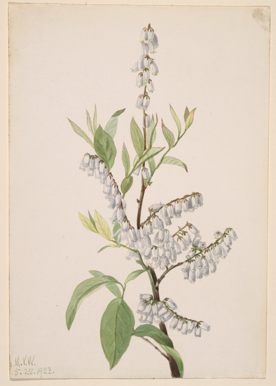 Zonder titel - Plantenstudie door Mary Vaux Walcott