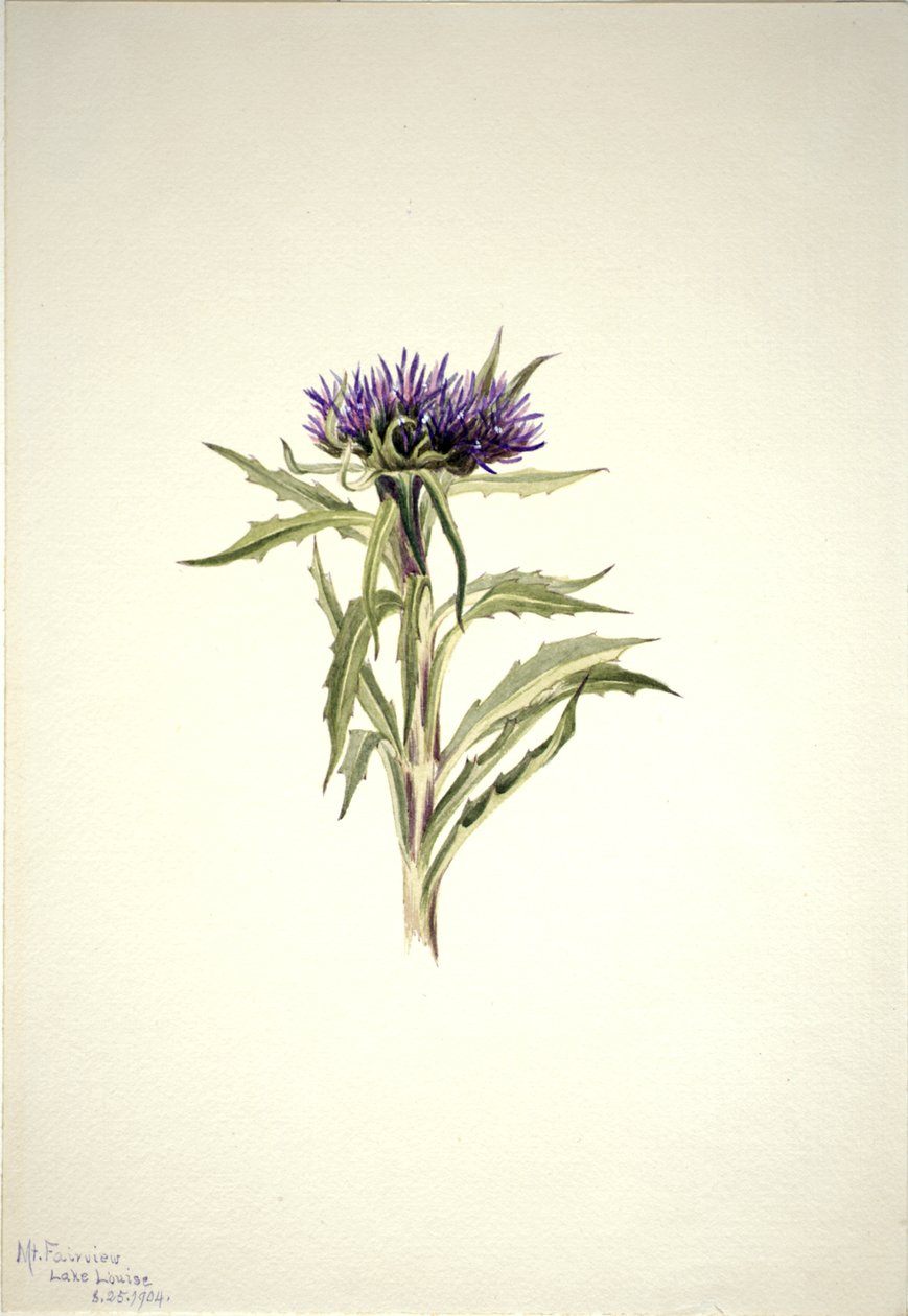 Zonder Titel--Plantenstudie, 1904 door Mary Vaux Walcott