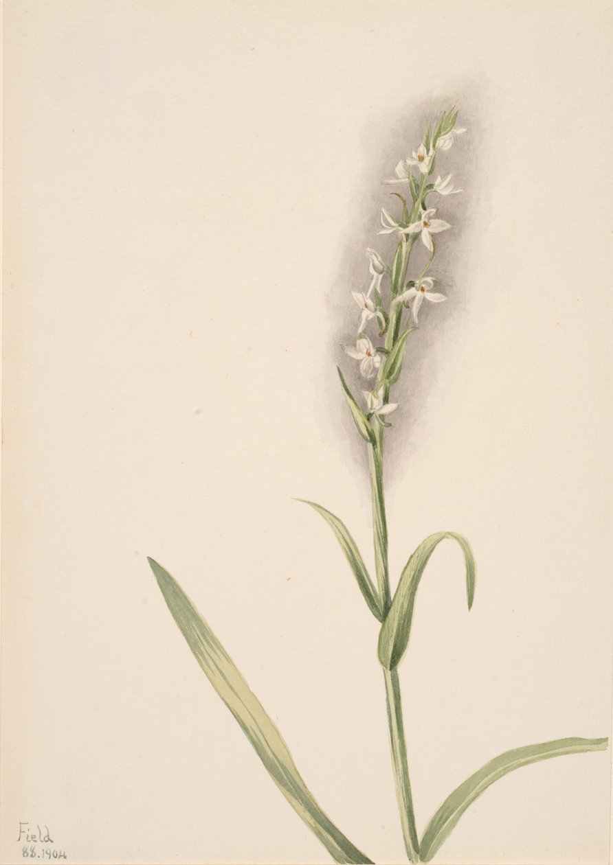 Zonder Titel - Plant Studie, 1904 door Mary Vaux Walcott