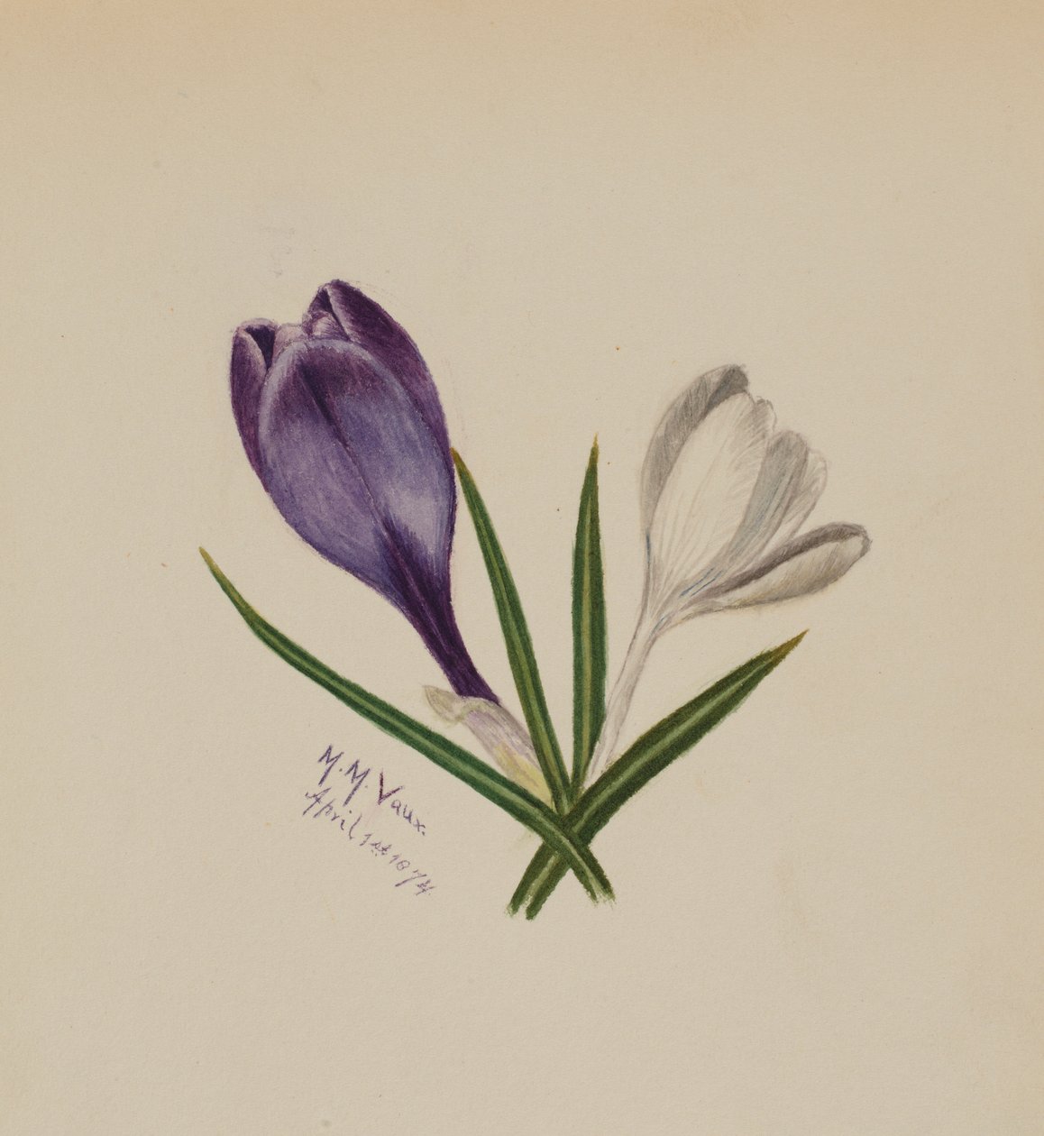 Zonder titel (Krokussen) door Mary Vaux Walcott