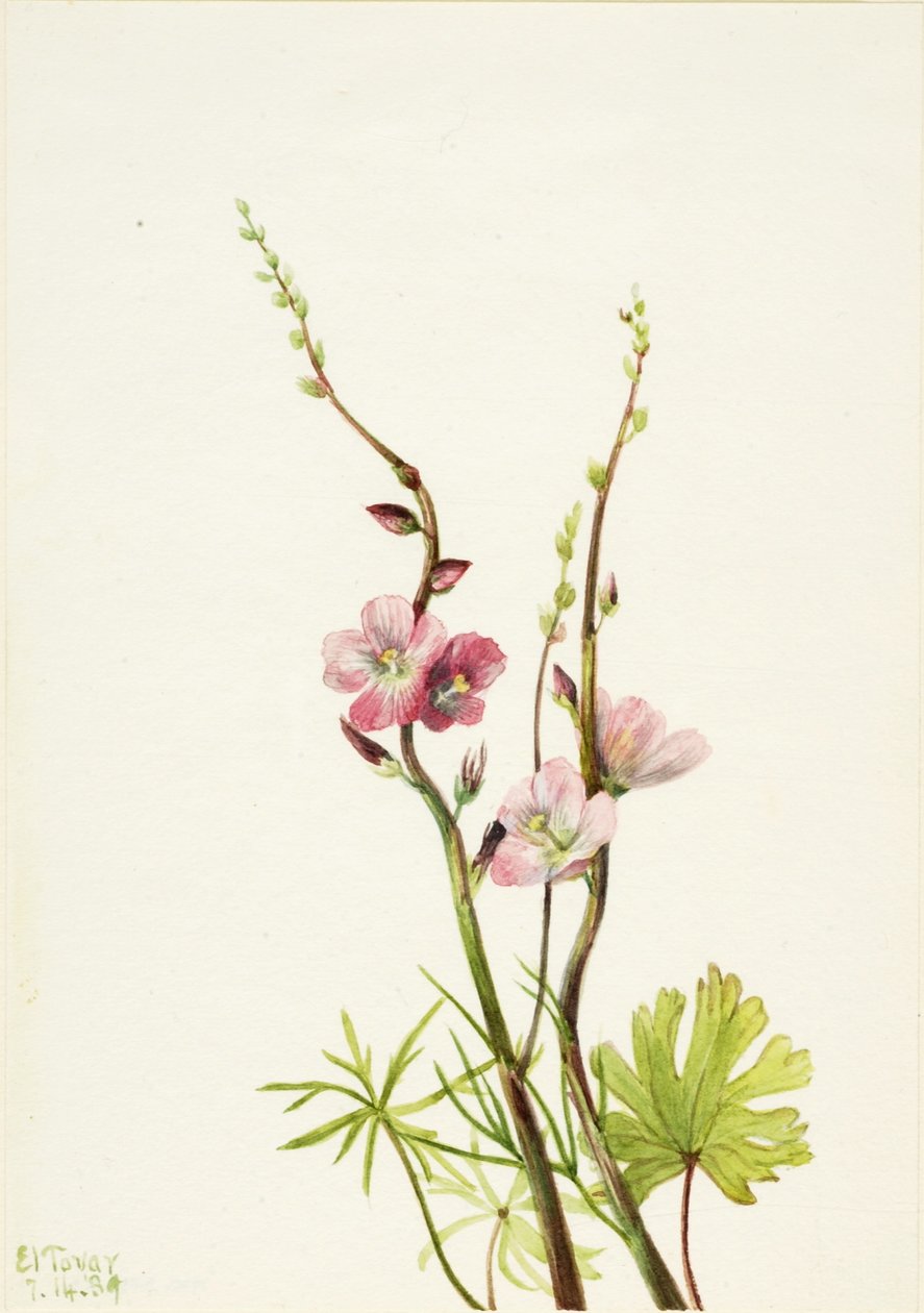Zonder titel (Bloemstudie door Mary Vaux Walcott