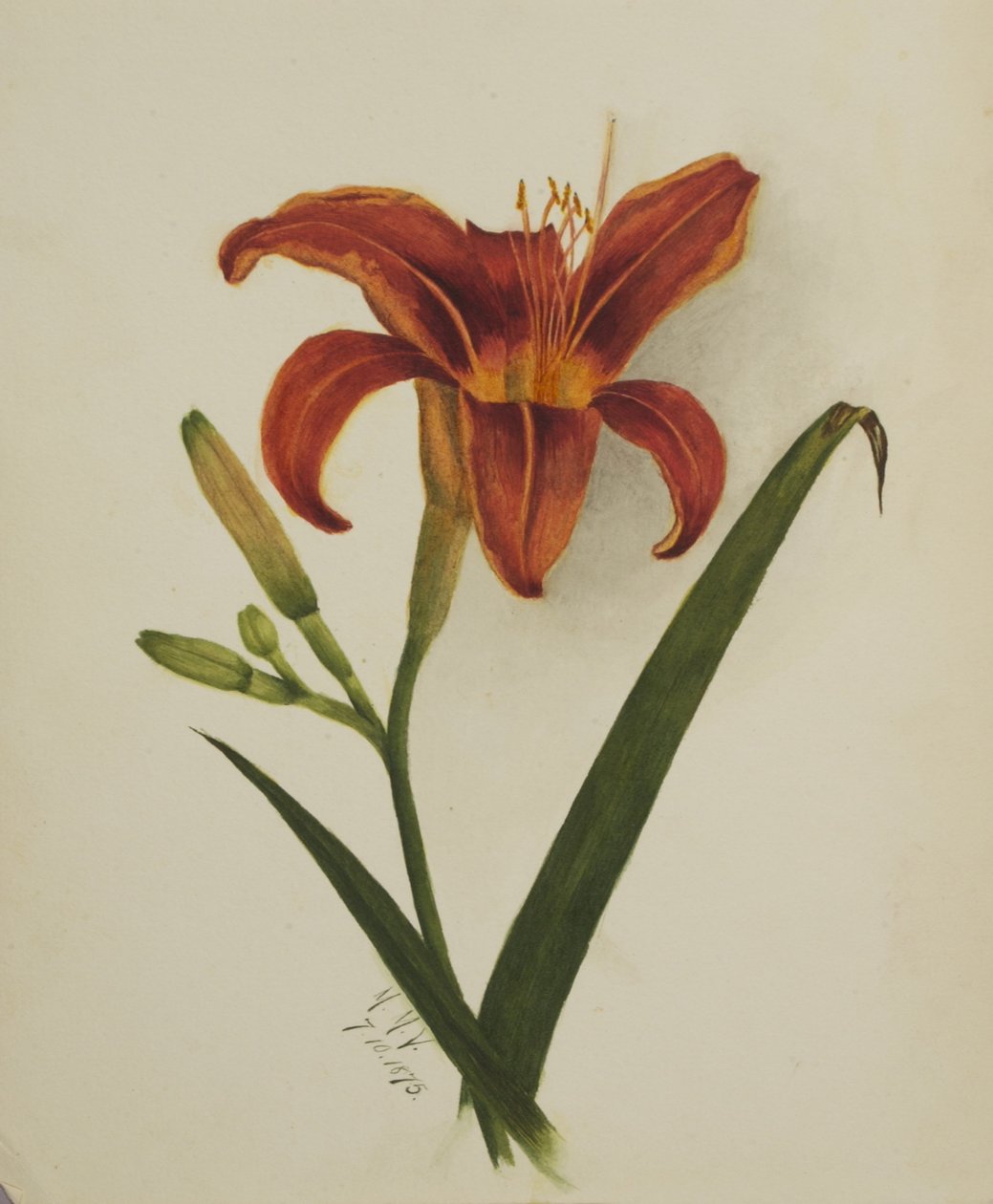 Zonder titel (Lily) door Mary Vaux Walcott