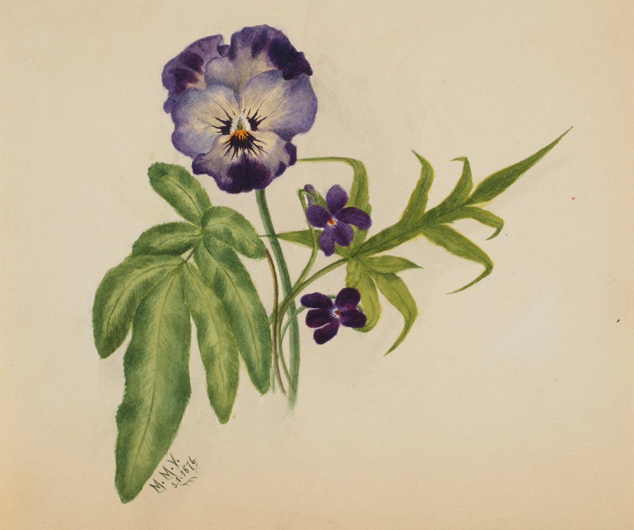 Zonder titel (Viooltje) door Mary Vaux Walcott