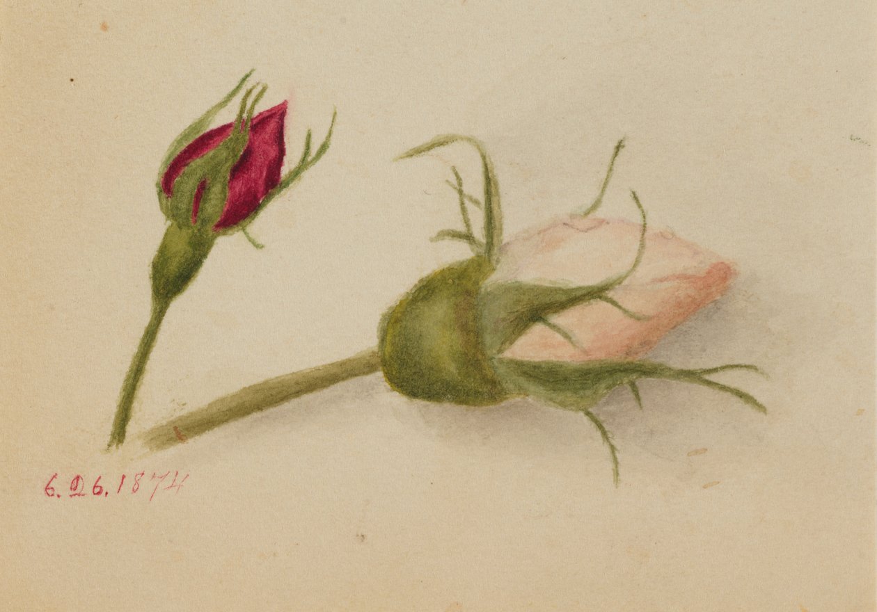 Zonder titel (Rozenknoppen) door Mary Vaux Walcott